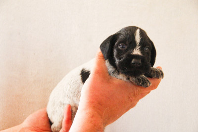 Les chiots de Chien d'arrêt allemand à poil dur