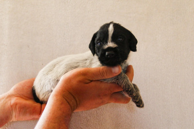 Les chiots de Chien d'arrêt allemand à poil dur