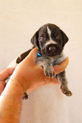 Les chiots de Chien d'arrêt allemand à poil dur