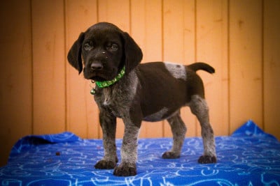 Les chiots de Chien d'arrêt allemand à poil dur