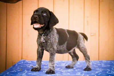 Les chiots de Chien d'arrêt allemand à poil dur