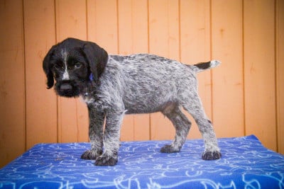 Les chiots de Chien d'arrêt allemand à poil dur