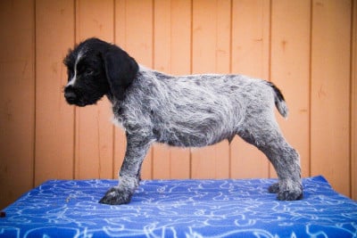 Les chiots de Chien d'arrêt allemand à poil dur