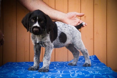 Les chiots de Chien d'arrêt allemand à poil dur