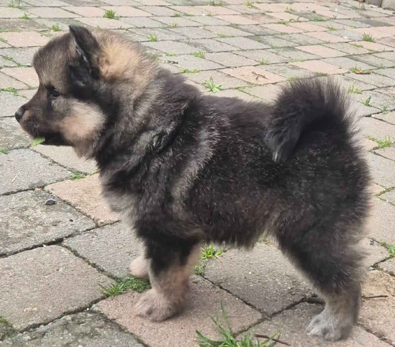 Chien finnois de Laponie - Shake It Off