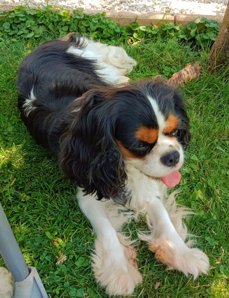 Publication : Du Clos De Chafrane