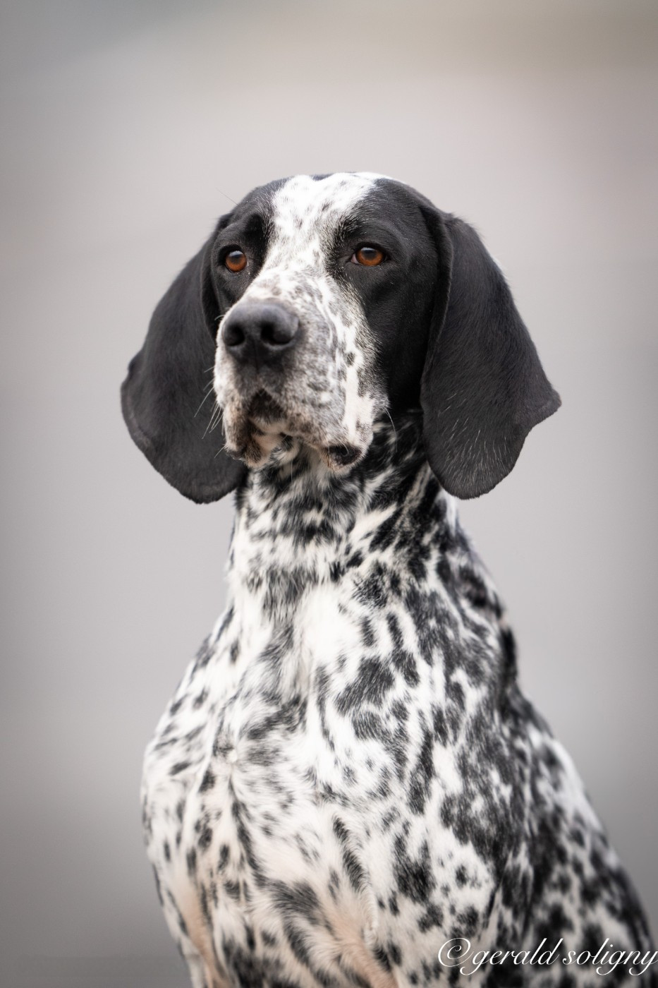 CH. Tokyo II des englettes - Travail - 1er Excellent CACS CACIB Meilleur de sexe opposé