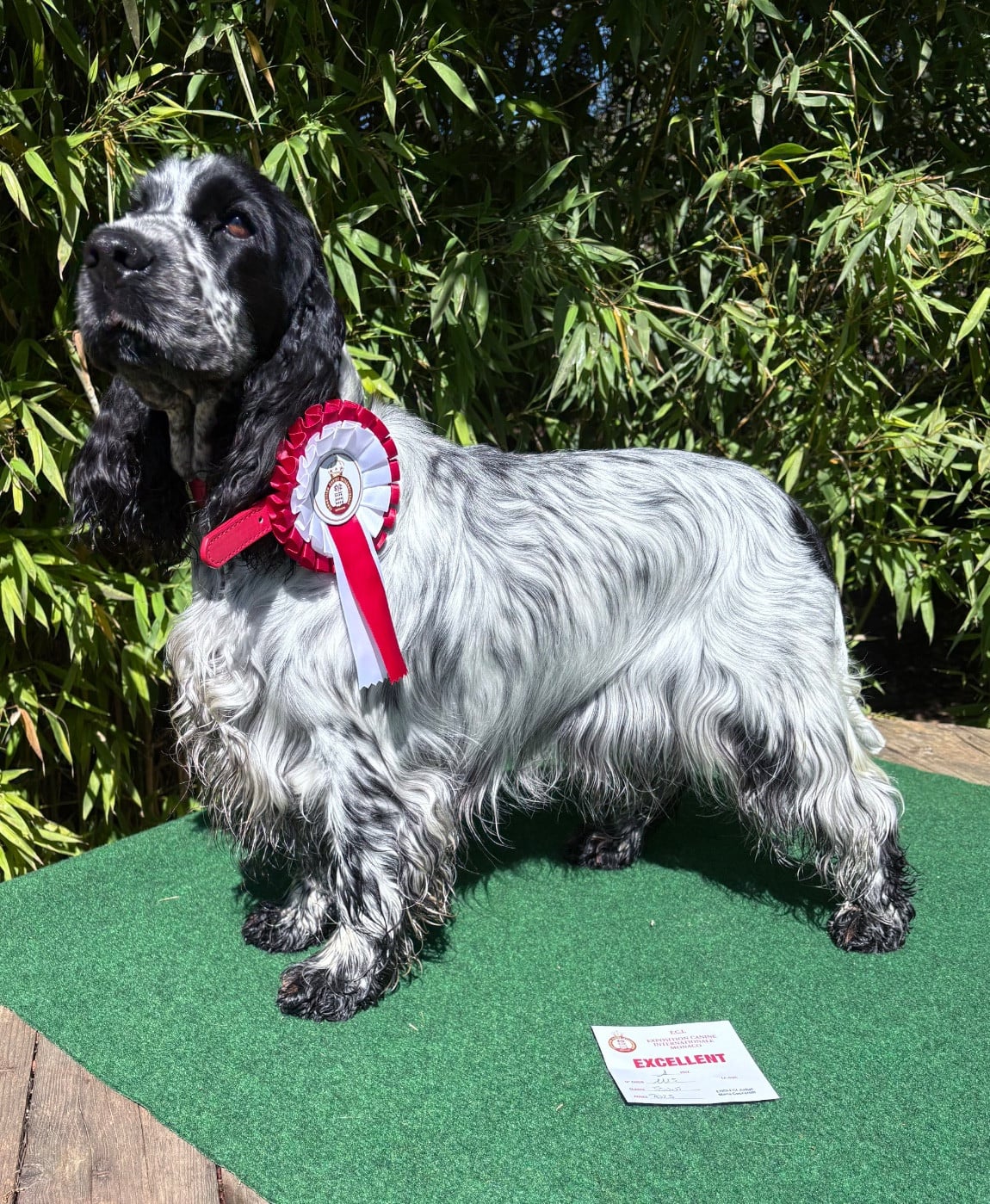 Unstoppable shine and blue Du Domaine De L'Eternel Filou