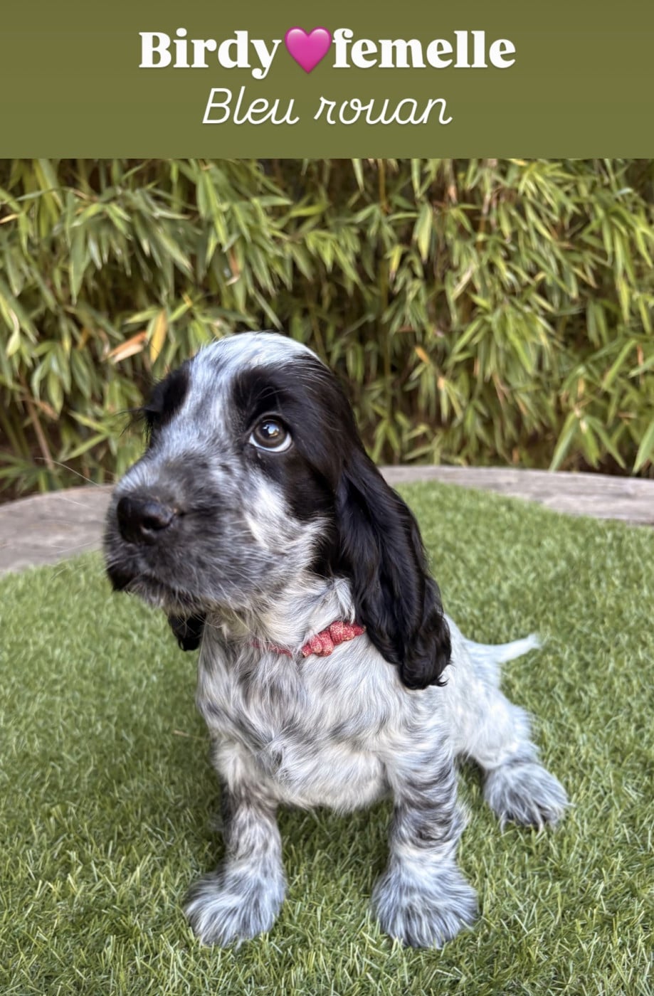 Birdy - Cocker Spaniel Anglais