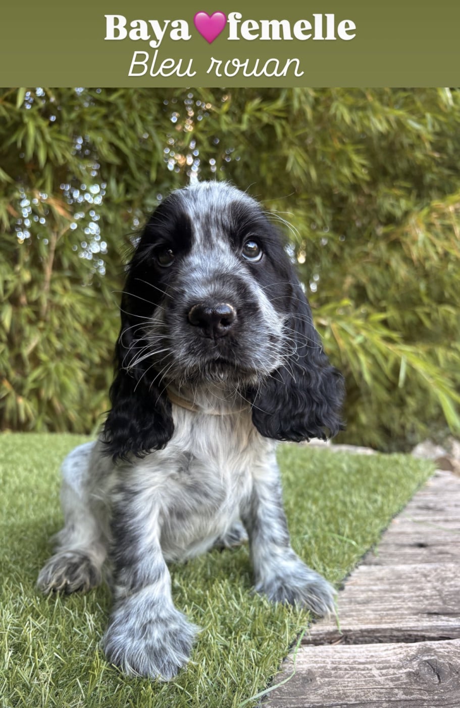 Baya - Cocker Spaniel Anglais