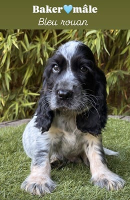 Baker - Cocker Spaniel Anglais