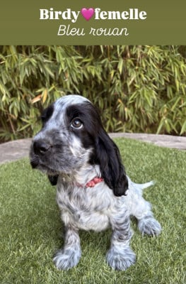 Birdy - Cocker Spaniel Anglais