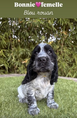 Bonnie - Cocker Spaniel Anglais