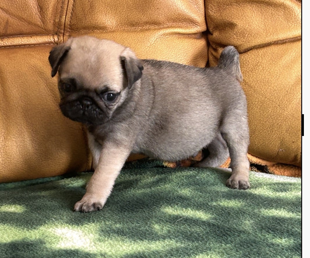 BOSTON CHIOT MALE SABLE MASQUE NOIR - Carlin