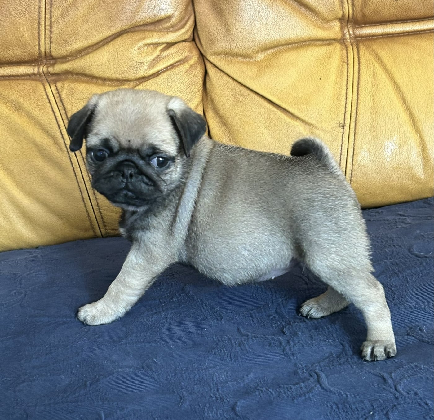 BANDIT CHIOT MALE SABLE MASQUE NOIR - Carlin
