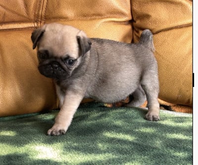 BOSTON CHIOT MALE SABLE MASQUE NOIR - Carlin