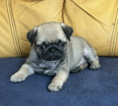 BOUNTY CHIOT MALE SABLE MASQUE NOIR - Carlin
