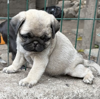 Les chiots de Carlin