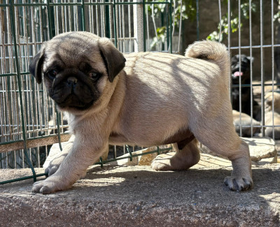 Les chiots de Carlin