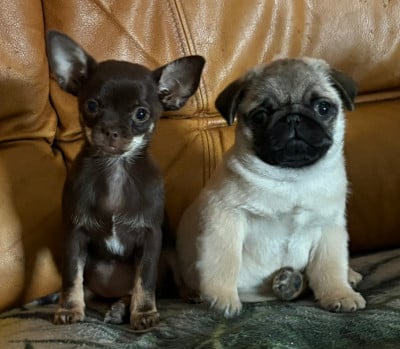 Les chiots de Carlin