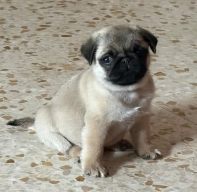 Les chiots de Carlin