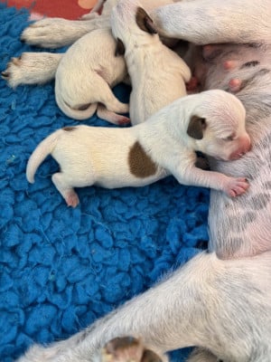 Les chiots de Parson Russell Terrier