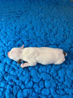 Les chiots de Parson Russell Terrier