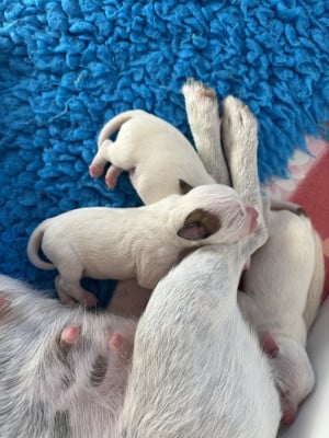 Les chiots de Parson Russell Terrier
