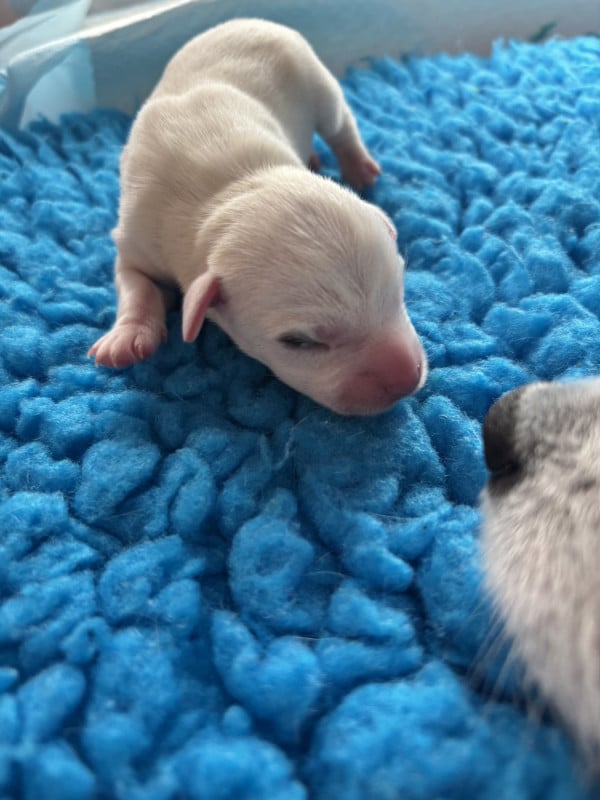 Parson Russell Terrier - Of Melomani's Parson