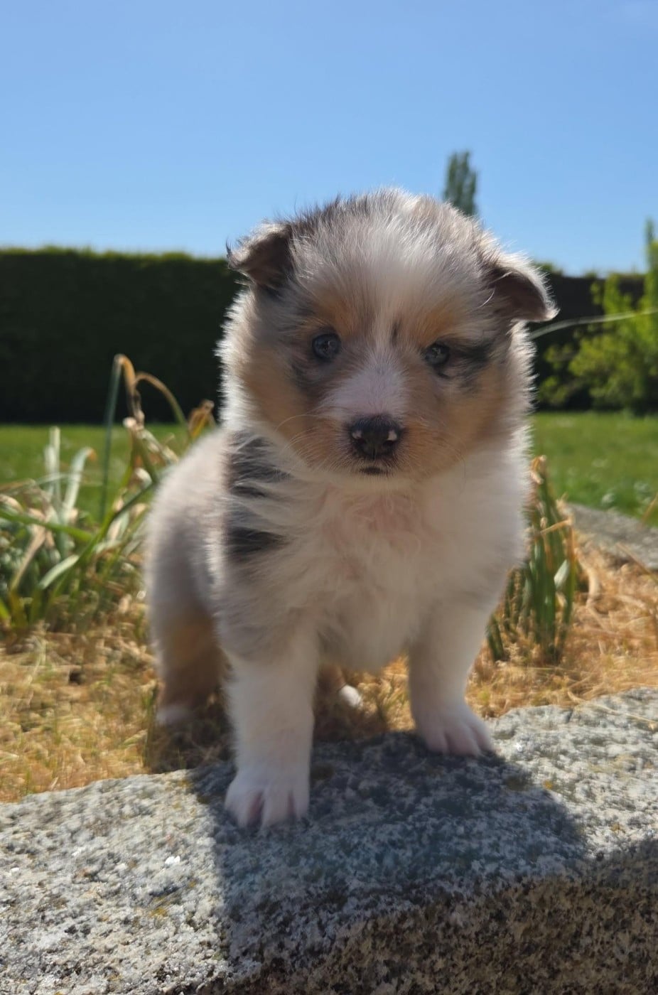 Shetland Sheepdog - Du Domaine De Noa