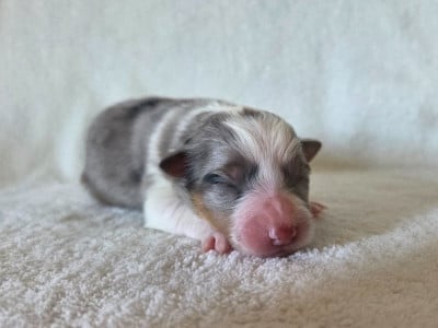 Les chiots de Shetland Sheepdog