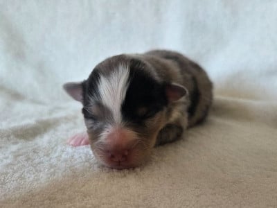 Les chiots de Shetland Sheepdog