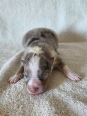Les chiots de Shetland Sheepdog