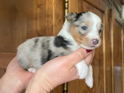 Les chiots de Shetland Sheepdog