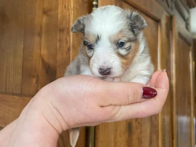 Les chiots de Shetland Sheepdog