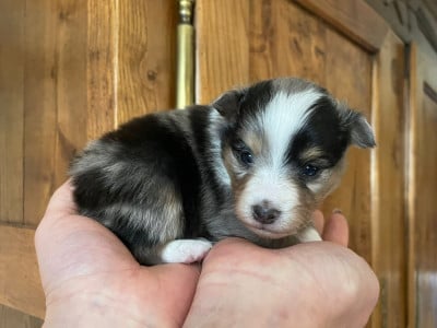 Les chiots de Shetland Sheepdog