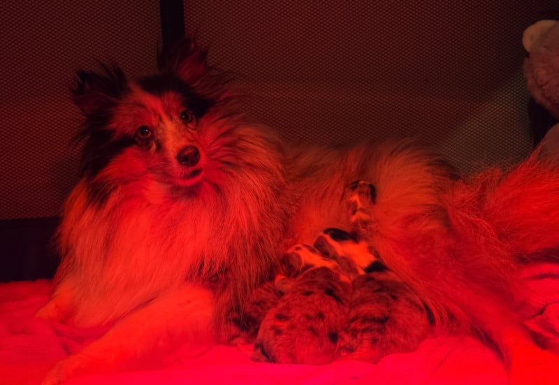 Shetland Sheepdog - Du Domaine De Noa