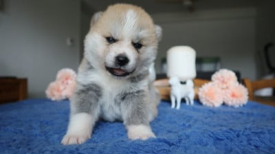 Les chiots de Akita