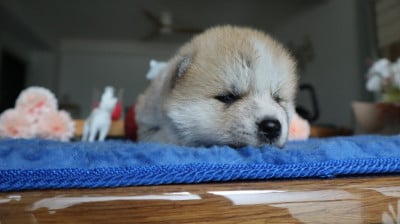 Les chiots de Akita