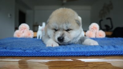 Les chiots de Akita
