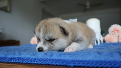 Les chiots de Akita