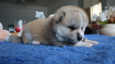 Les chiots de Akita