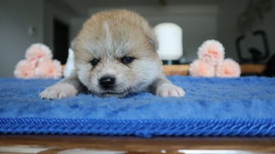 Les chiots de Akita