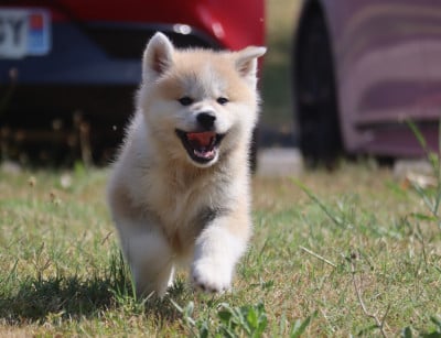 Les chiots de Akita