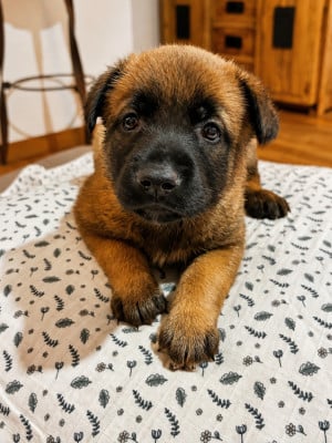 Les chiots de Berger Belge