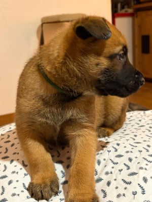 Les chiots de Berger Belge