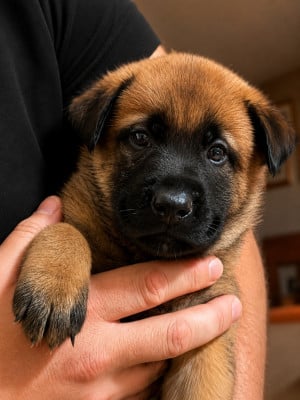 Les chiots de Berger Belge