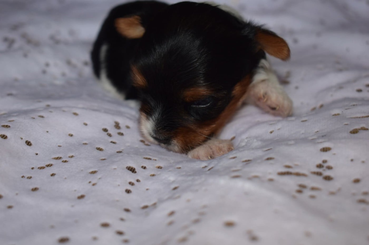 CHIOT 1