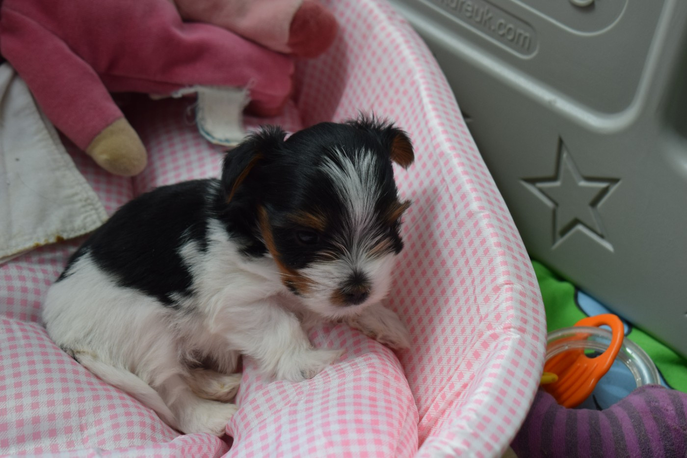 CHIOT 5