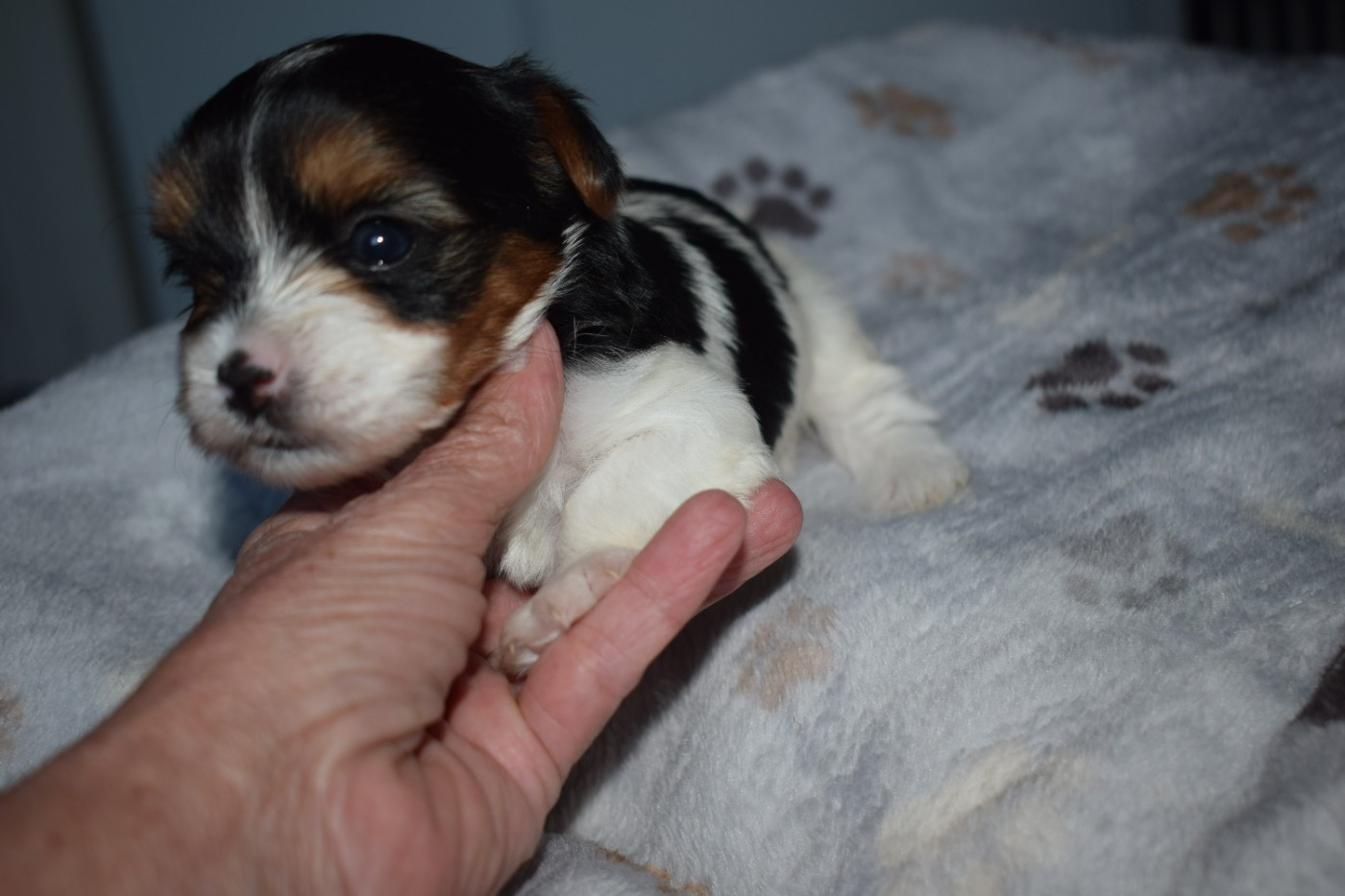CHIOT 3
